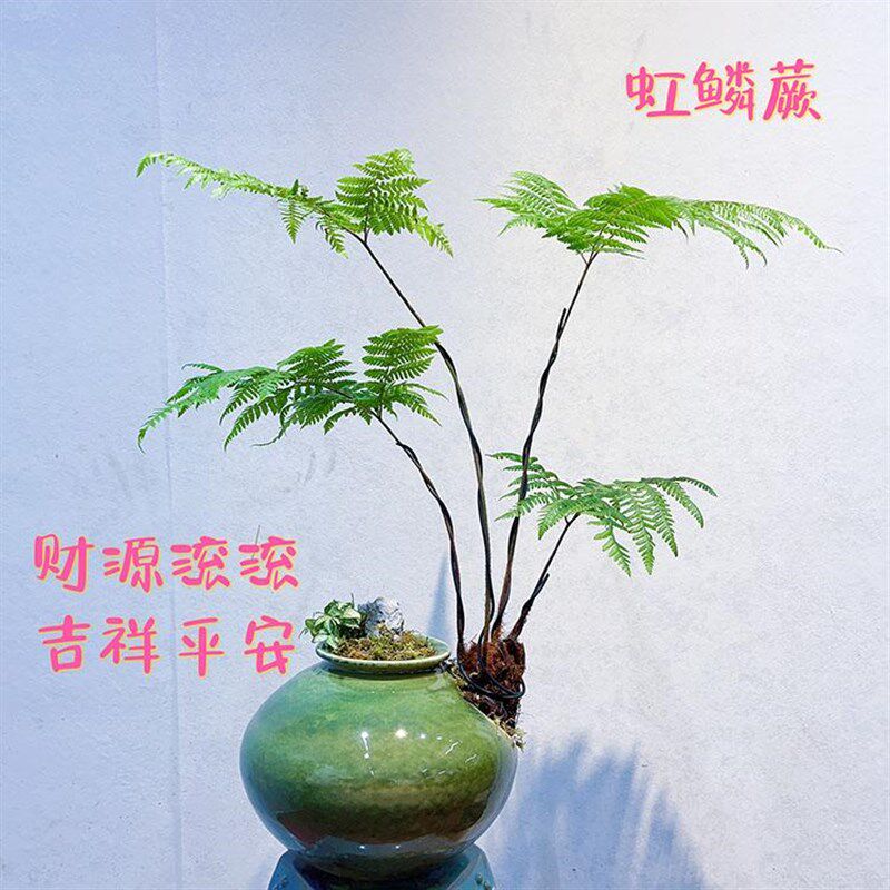 茶室客厅卧室好养耐阴喜阴室内z植物盆景虹鳞蕨类懒人植物红鳞蕨