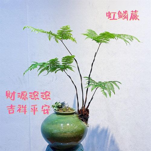 茶室客厅卧室好养耐阴喜阴室内z植物盆景虹鳞蕨类懒人植物红鳞蕨