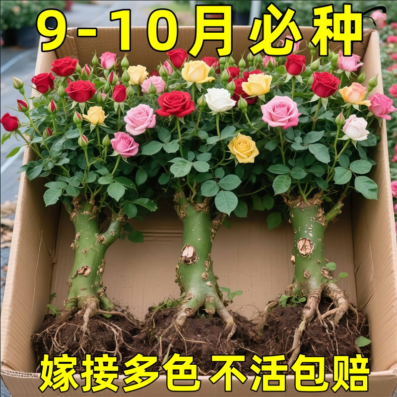 云南基地直发玫瑰老桩开花树苗月季花苗特大花卉四季老根盆栽室内