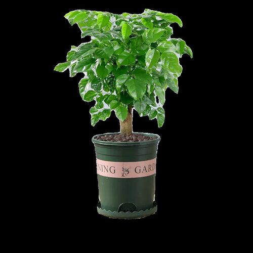幸福树绿植盆栽室内植物平安树绿宝老桩大颗四季青吸甲醛花卉盆景