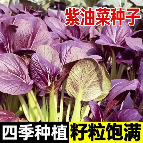 紫罗兰紫油菜种籽紫色上