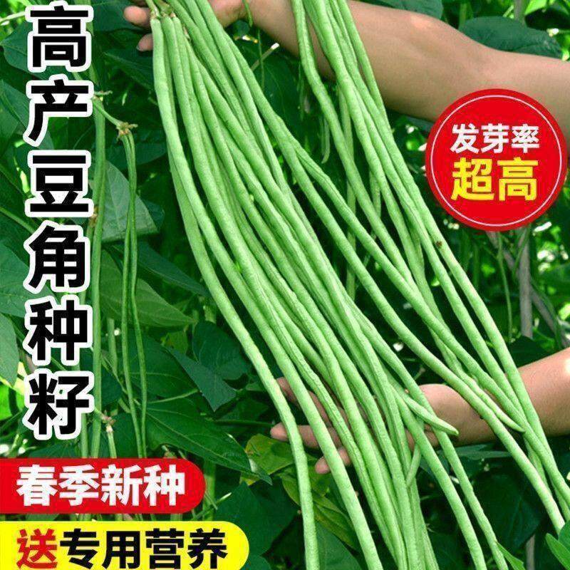 【摘不败】无架长豆角种子不用搭架子的长豆角四季豆种子孑蔬菜苗