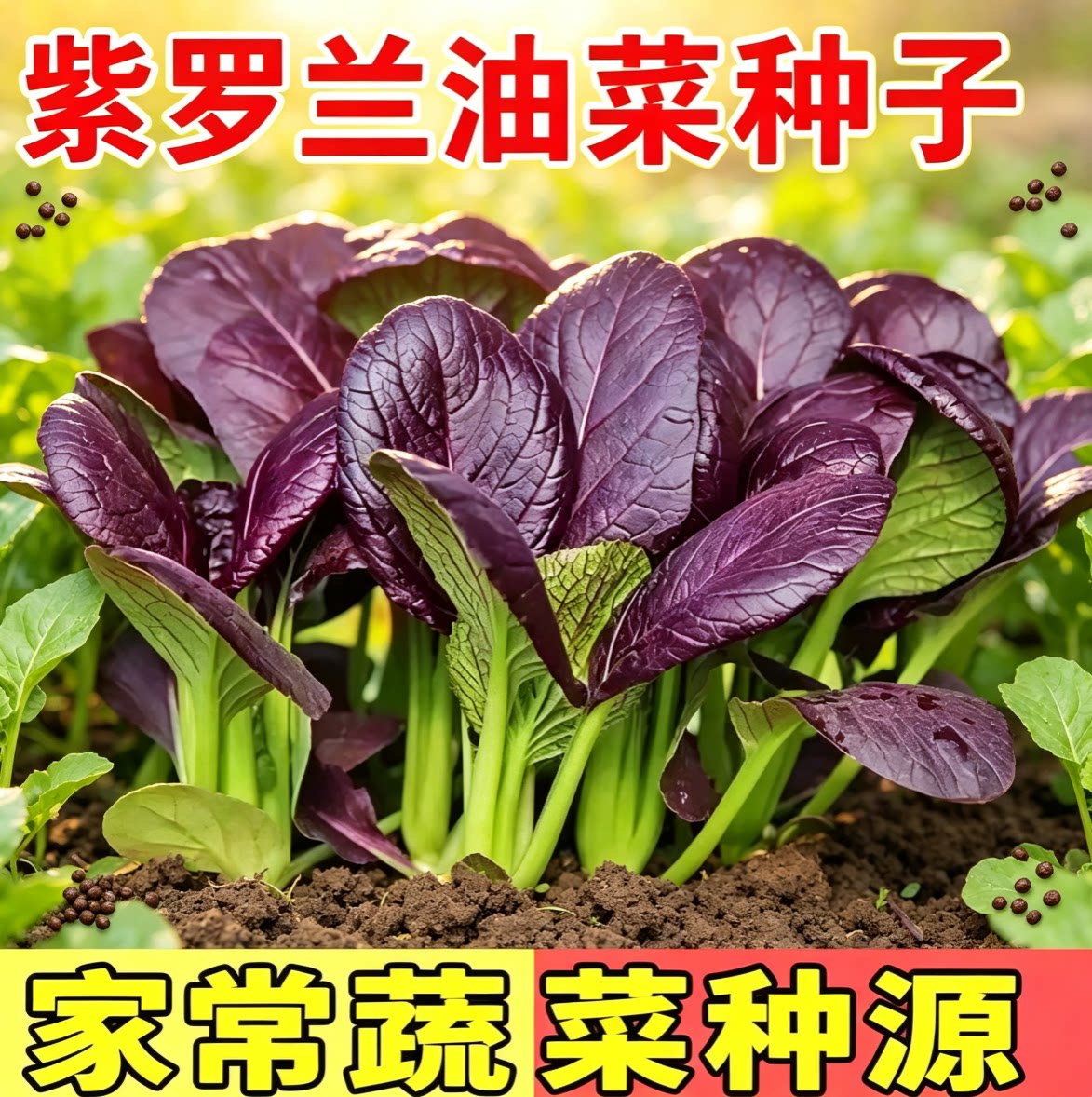 紫罗兰紫油菜种籽紫色上图片