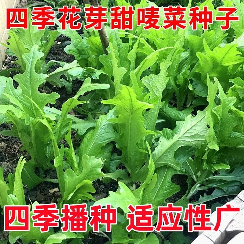 四季花芽甜麦菜种子高产易种花叶开丫苦麻菜阳台盆栽蔬菜苦唛菜籽