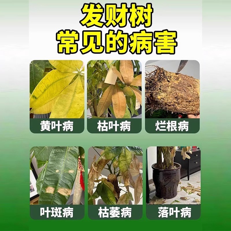 发财树专用营养液肥料治叶子发黄掉叶室内植物黄叶枯叶烂根专用药