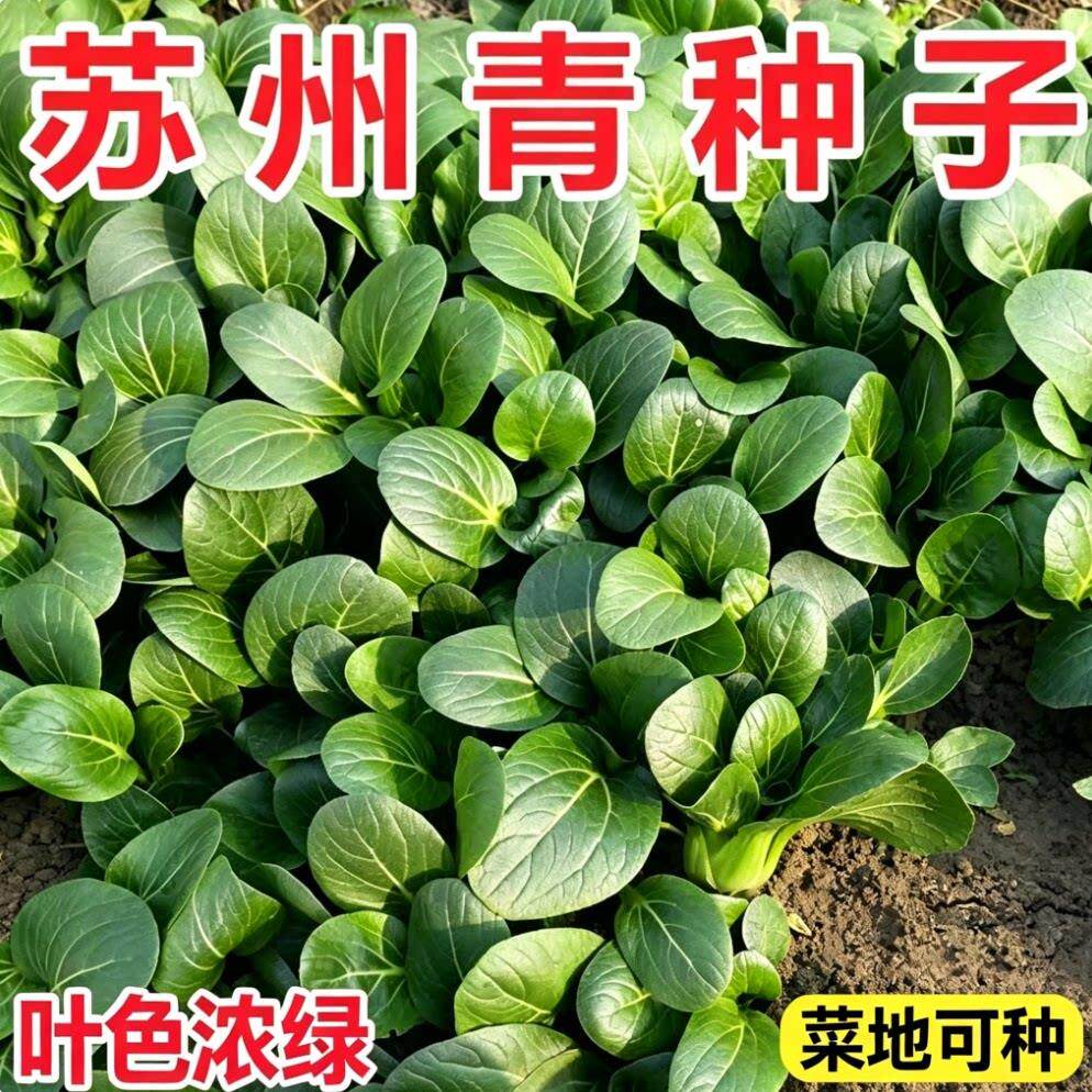 黑叶矮脚苏州青种子油菜