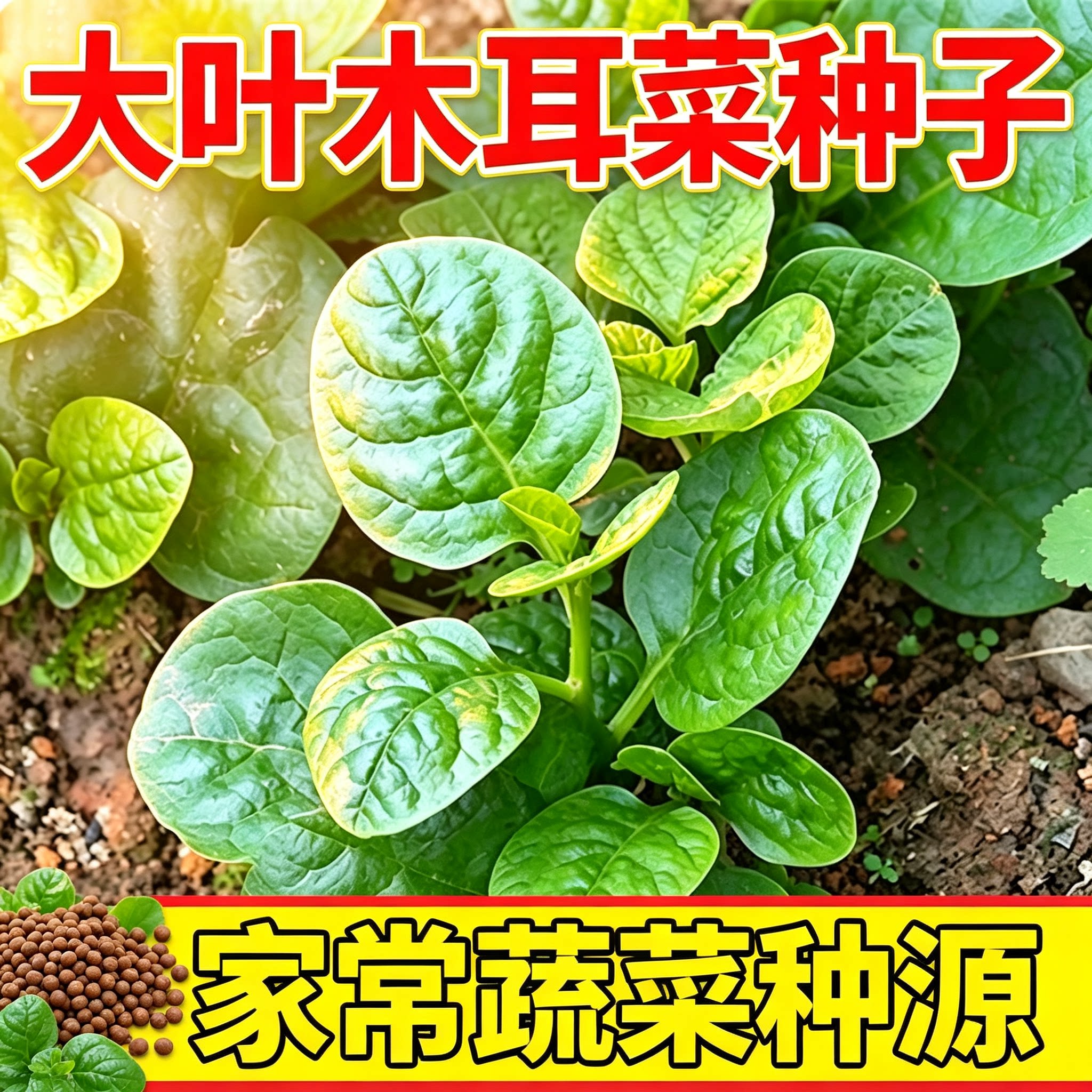大叶木耳菜种子肉厚夏天