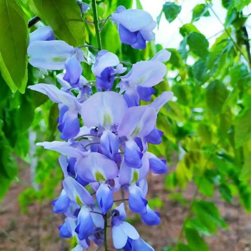 抗寒紫藤花树苗爬藤植物庭院围墙四季盆栽花苗绿植花卉藤蔓紫藤萝