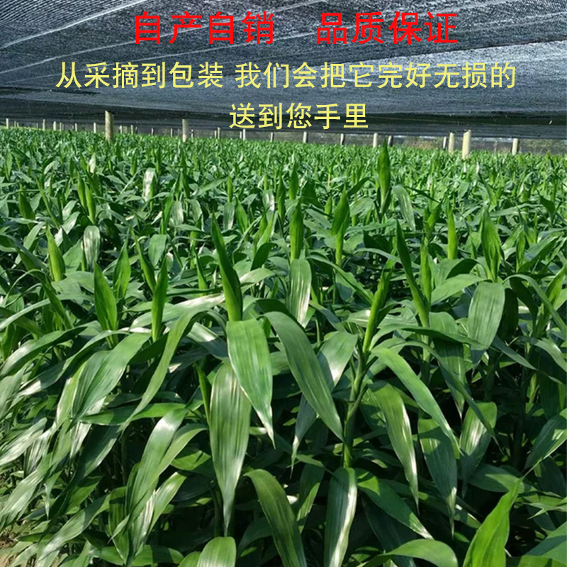 富贵竹水竹节节高水培水养绿植物室内客厅盆栽带根鲜花满天星干花