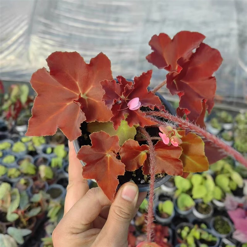 鬼灯丸秋海棠蟆叶类阳台室外室内客厅桌面绿植盆栽观叶赏花植物