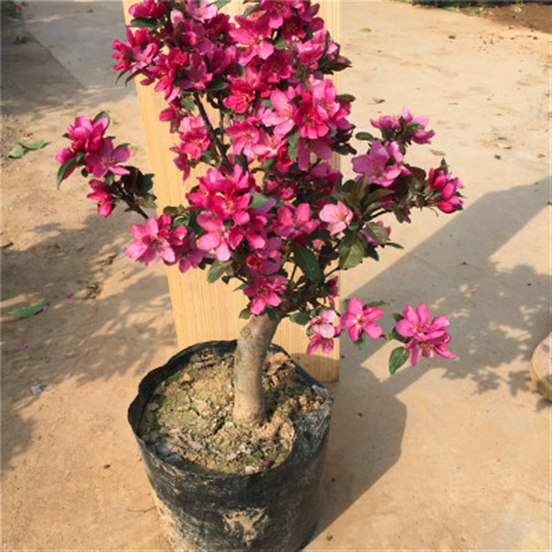 海棠树苗西府垂丝北美海棠花苗盆栽花卉阳台庭院种植物盆栽苗木