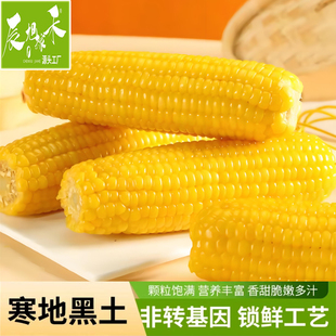 辰旭稼禾东北今年黄糯玉米新鲜大粒苞米棒真空锁鲜嫩苞谷软糯香甜