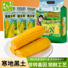 【辰旭稼禾】东北黄糯玉米大棒8个