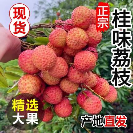 新鲜荔枝增城桂味当季水果现摘现发荔枝冷链顺丰京东空运次日达
