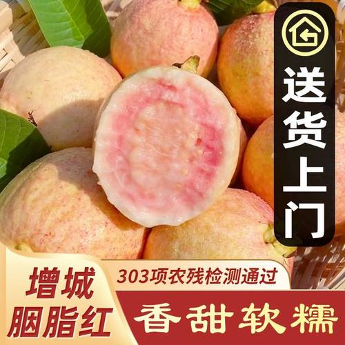 增城胭脂红芭乐软糯红心番石榴