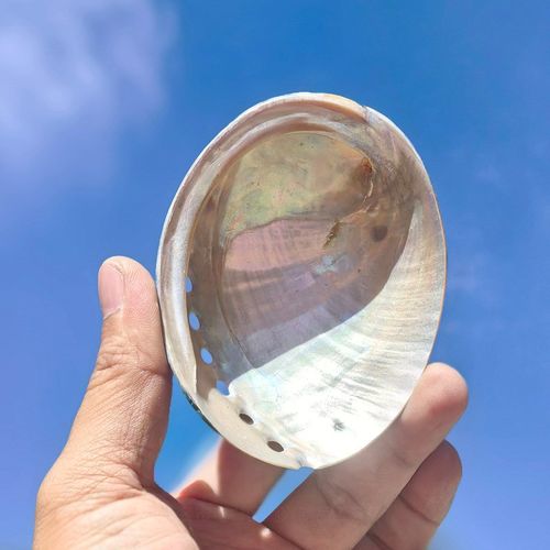 天然黑金鲍鱼壳鱼缸造景水族装饰品拍摄道具创意家居摆件海螺贝壳