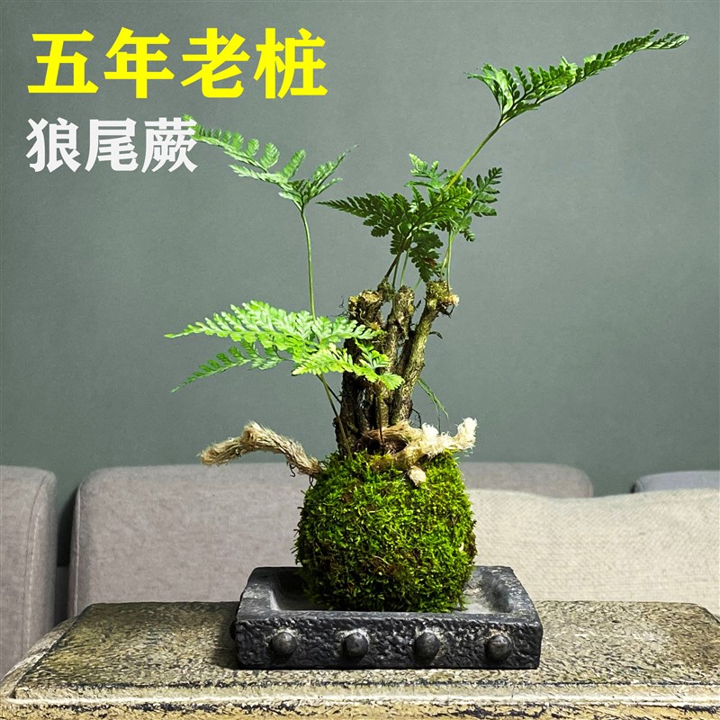 狼尾蕨老桩假山造景耐干耐湿易养绿植吸水石盆景盆栽老苗造景植物
