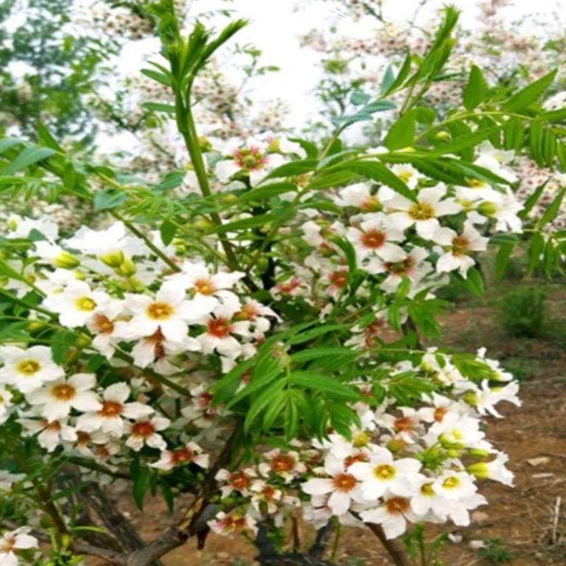 文冠棺状元树花观文树树文.树苗花树又叫树文官文寇树文状元管花