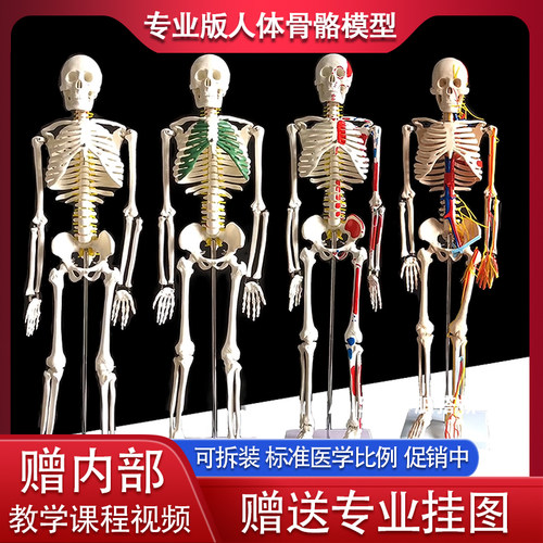 人体骨骼模型骨架 85cm170cm人F体医学模型教学骷髅架子模型全身