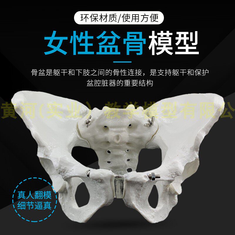产后康复可活动骨盆模型骶骨髋骨女性可弯曲N人体骨骼解剖盆底肌
