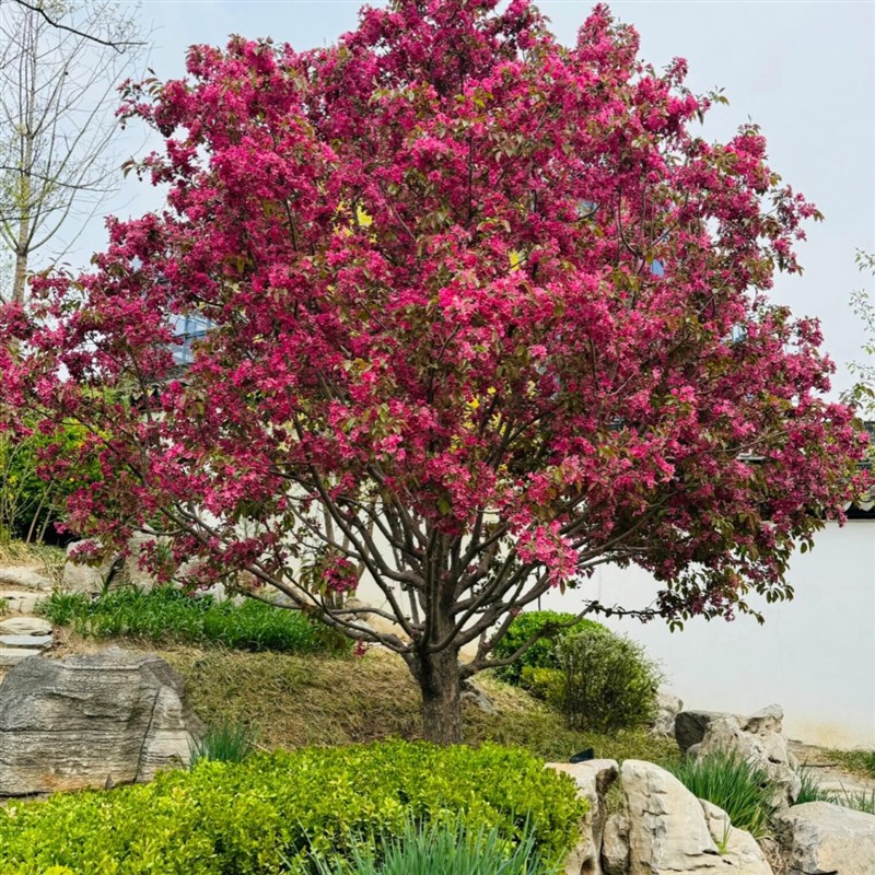 绚丽四季海棠花树苗盆栽西府海棠花别墅庭院耐寒大型造景花卉植物