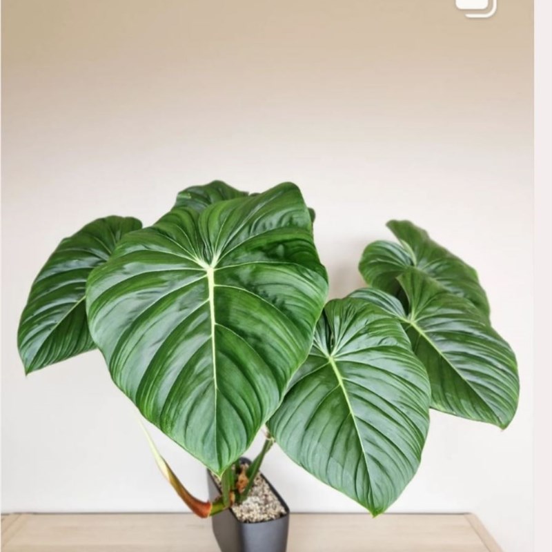 热卖麦克道尔蔓绿绒明脉西瓜帕斯塔银绿植盆栽P室内观叶阳植物大