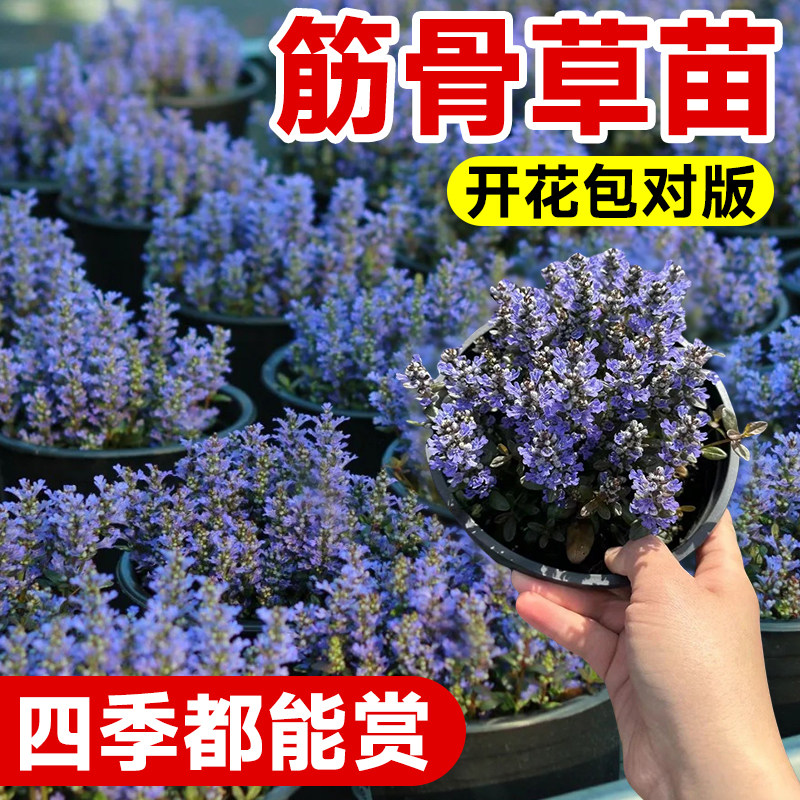 筋骨草苗金叶姬十二多花宿根植物多年生耐热耐寒S庭院绿化四季花