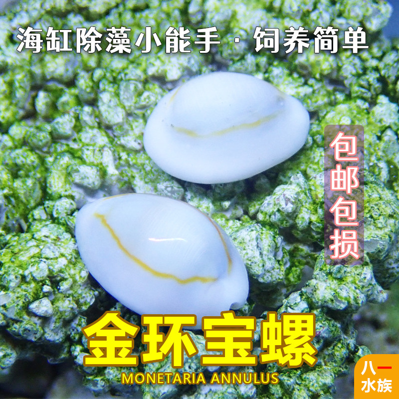 金环宝螺海水鱼缸食藻螺吃褐藻绿藻紫底星螺海缸观赏除藻工具包活