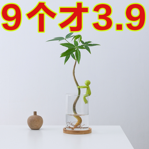 新款水培植物生长伴侣防倒伏叶