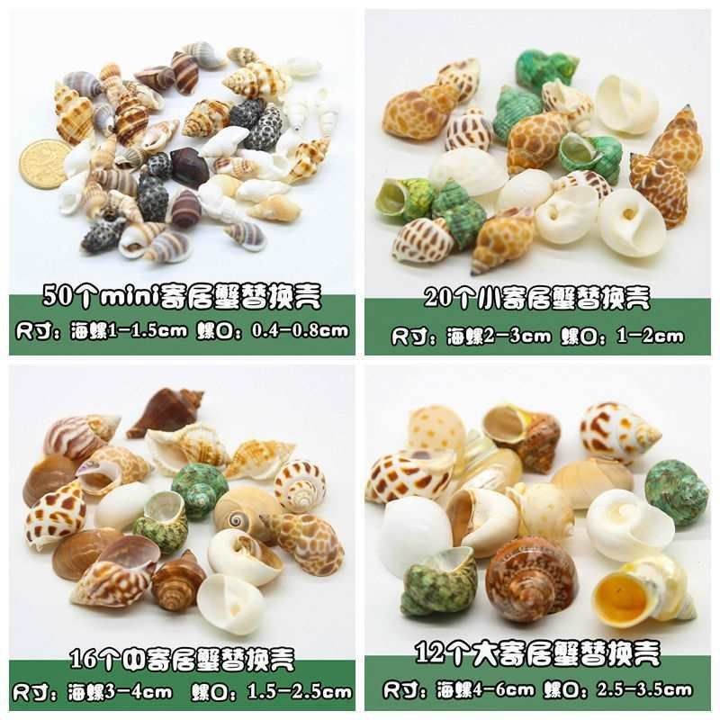 天然贝壳海螺鱼缸造景三湖慈鲷鱼卷贝鱼寄居蟹壳海螺壳批