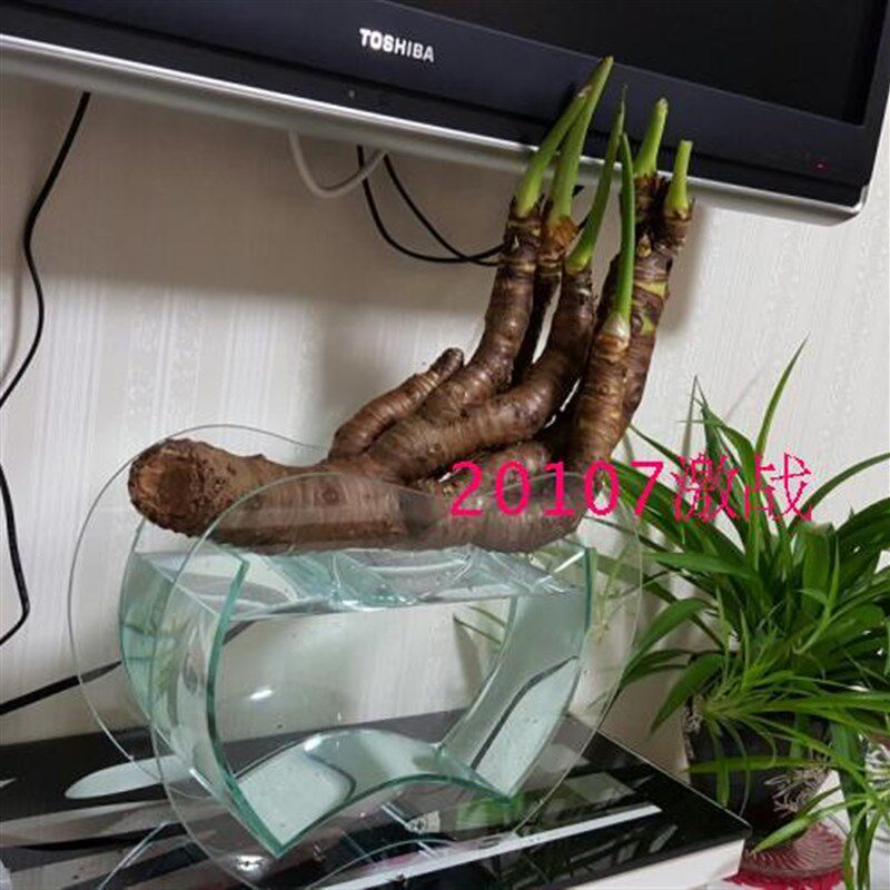 奇趣植物千手观音小叶滴水观音盆景桌面水培土培室内盆栽净化空气