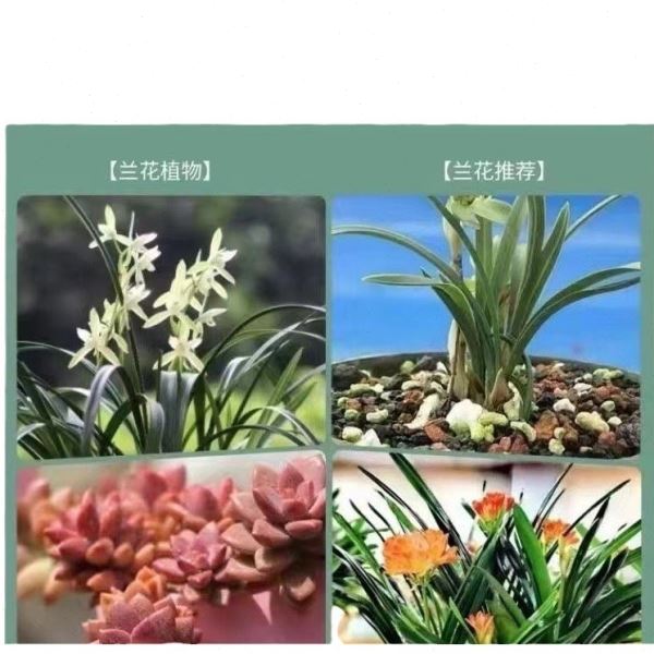 19斤松树皮腐熟兰花营养土大块发酵松磷栽培石斛植料
