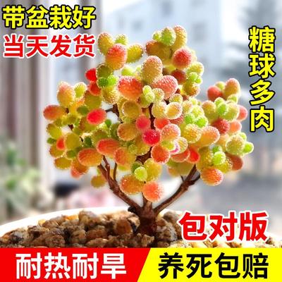 多肉植物糖球枝干番杏花卉高端盆栽稀有品种名贵精品大绿植好养活