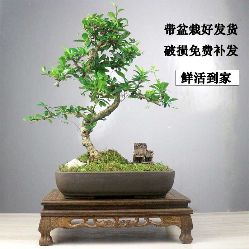 小叶福建茶盆栽茶k桌精品小绿植摆件室内客厅办公桌植物桌面好养