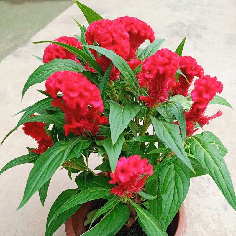 鸡冠花盆栽成品带花凤尾花阳台庭院花园工程O节日摆花喜庆耐晒耐