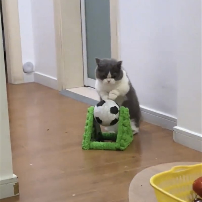 猫爬架猫抓板猫架实木猫咪猫爬架猫窝猫树耐磨猫抓板猫咪玩具