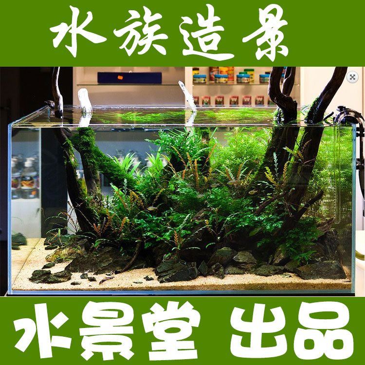 沉木造景套餐鱼池水草尼特利水草泥水草四季水草肥中景水草