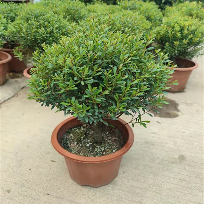 小叶赤楠盆景红杨黄杨金丝楠木桌面盆栽办公室内阳台花卉绿植