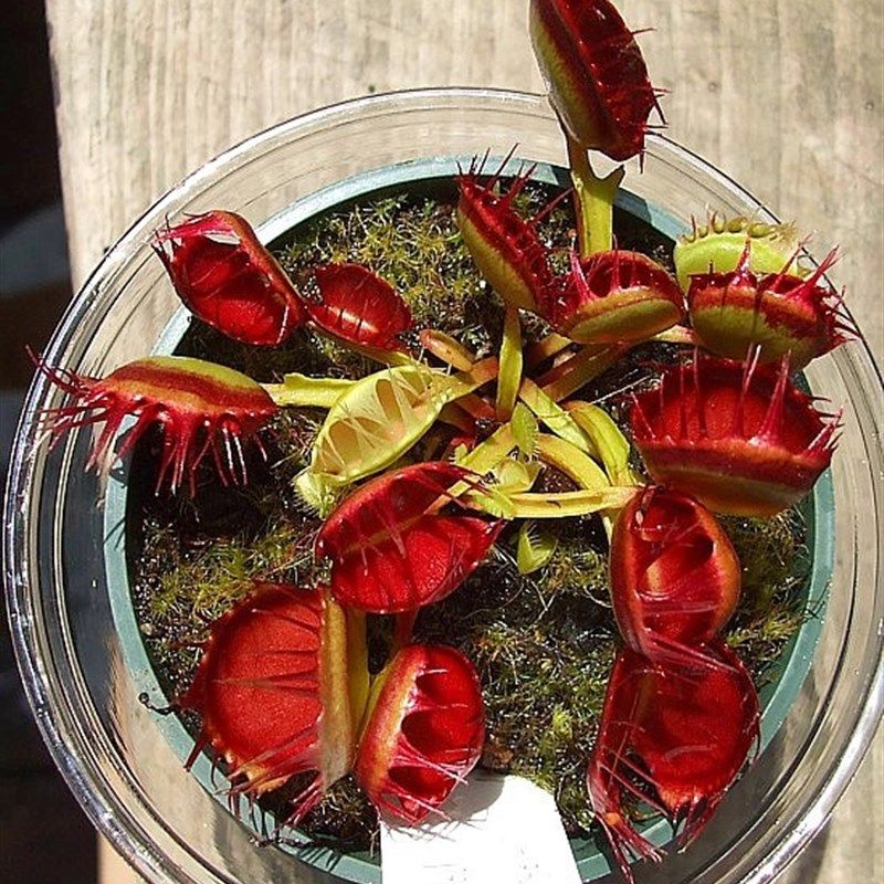 红手指捕蝇草迷你爱小型品种多肉绿植食人扑蝇草,鲜花速递/花卉仿真/绿植园艺,绿植,淘宝优惠券,粉丝福利购,淘宝优惠卷