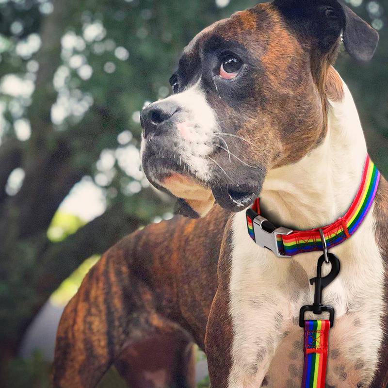 热转印宠物狗狗刻字防丢脖圈金毛型犬泰迪小型犬颈圈牵引绳用品