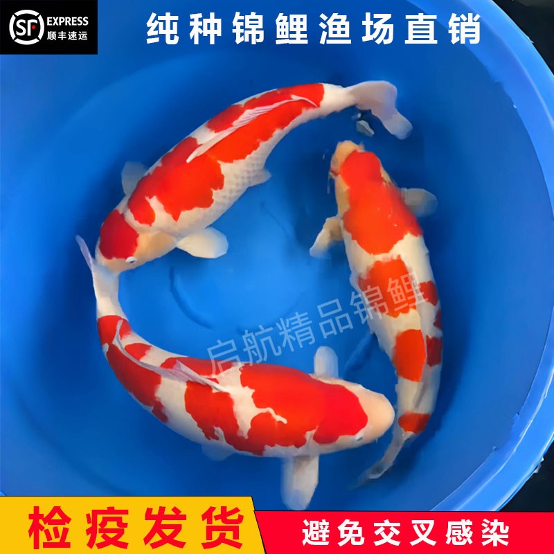 纯种锦鲤活鱼高档大型观r赏鱼淡水冷水鱼易养耐活红白三色活体鱼