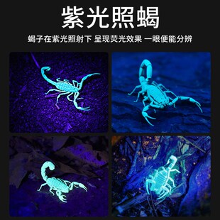 照蝎子专用灯强光头戴式散光紫白双光源大功率超亮紫光灯超长续航