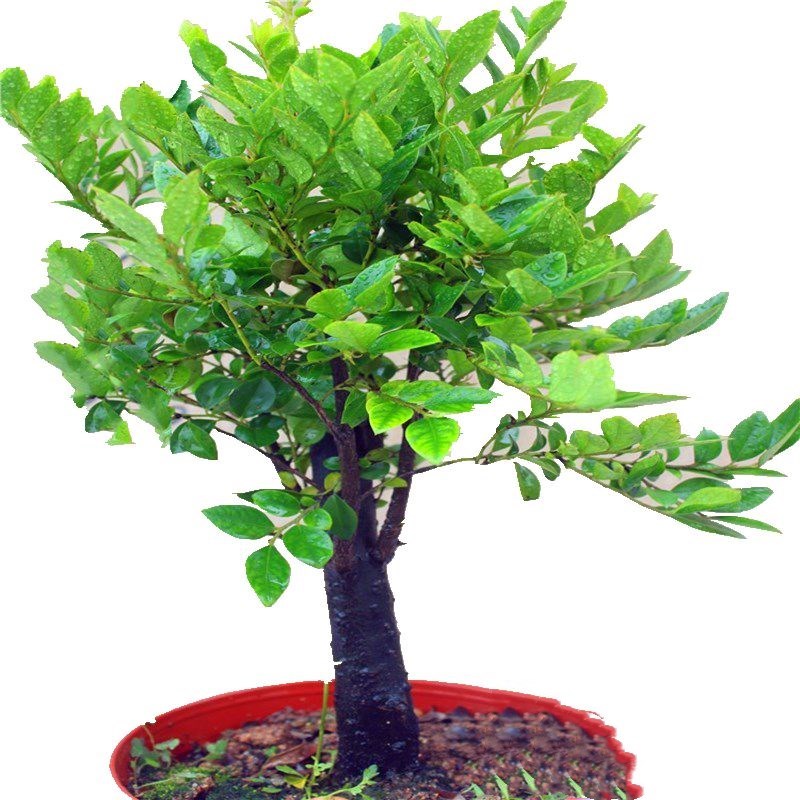 小叶紫檀盆景独桩老桩盆栽办公室内客厅桌面植物四季好养花卉绿植
