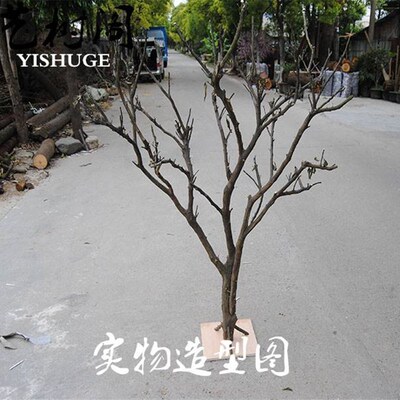 干树枝造景干枝枯树许愿树枯树室内D庭院造型树枝干原木树枝装饰