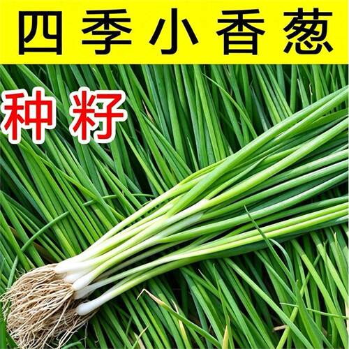 小葱种籽老品香葱菜籽家