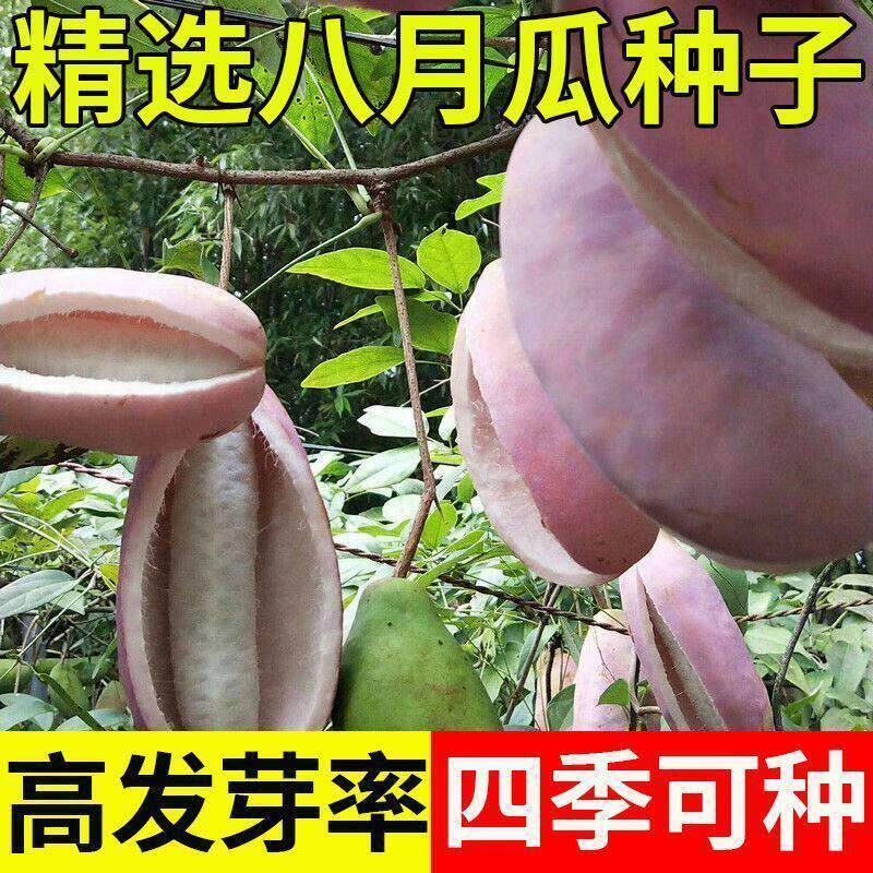 八月瓜种子四季高产耐寒