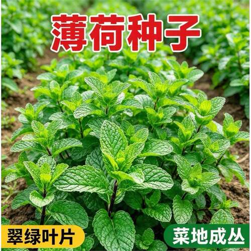 薄荷菜籽柠檬种家庭菜园
