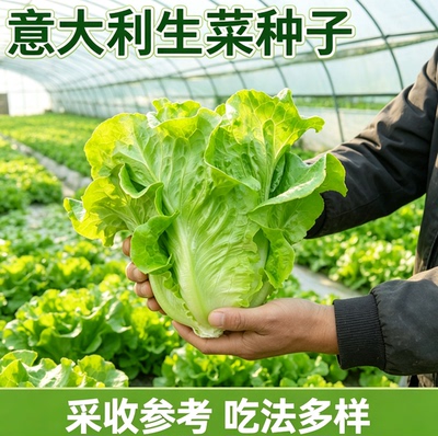 甜脆意大利生菜种子生吃生菜籽农家蔬菜种子大全
