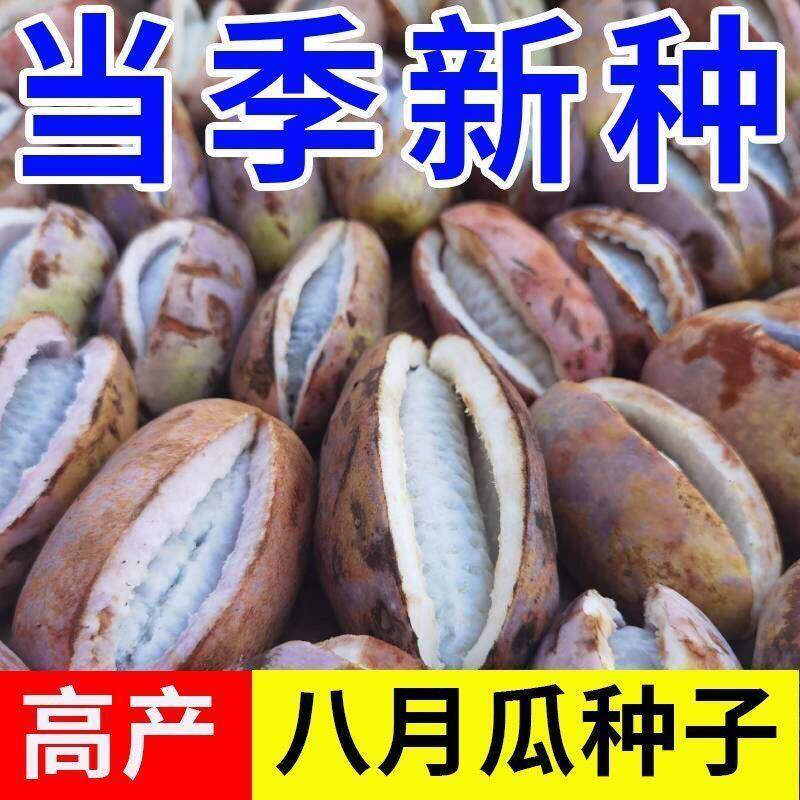 八月瓜种子紫色籽香甜软