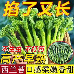 正品新种西兰苔种子绿西兰苔有机西洋芥兰田园庭院种植蔬菜苔种子